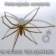 Heteropoda venatoria
