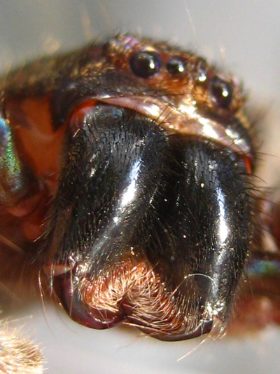 Chelicera (Mouthparts) and Fangs (The sharp teeth )
