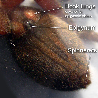 Ventral side of the Abdomen