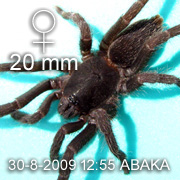 Phlogiellus inermis
