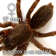 Phlogiellus inermis