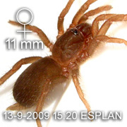 Phlogiellus inermis