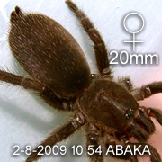 Phlogiellus inermis