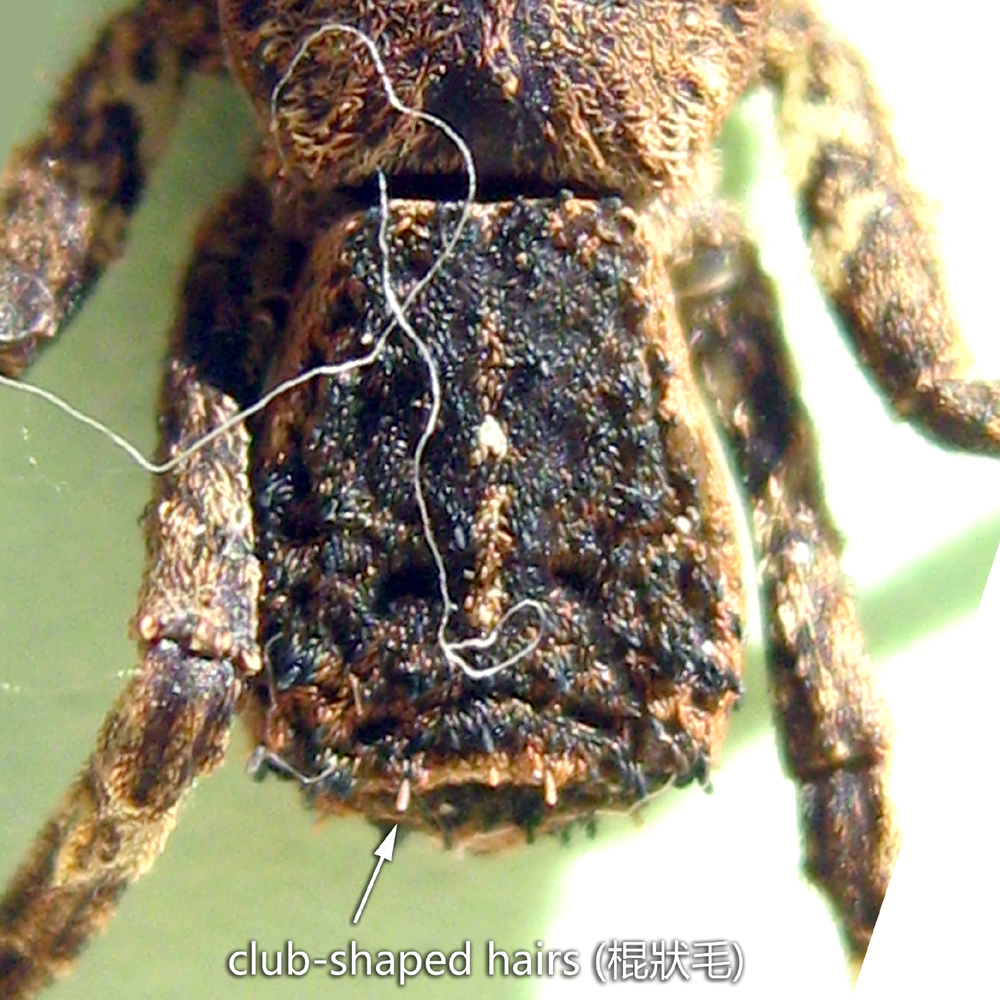 Abdomen with club-shaped hairs (棍狀毛)