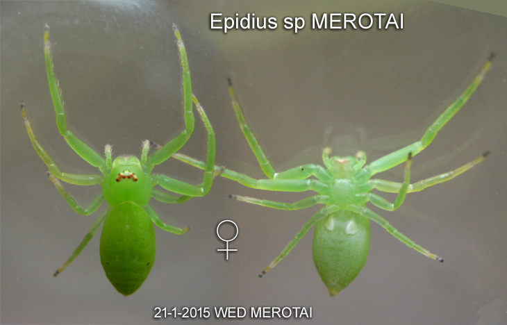 Epidius sp MEROTAI