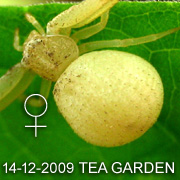 Mastira bipunctata