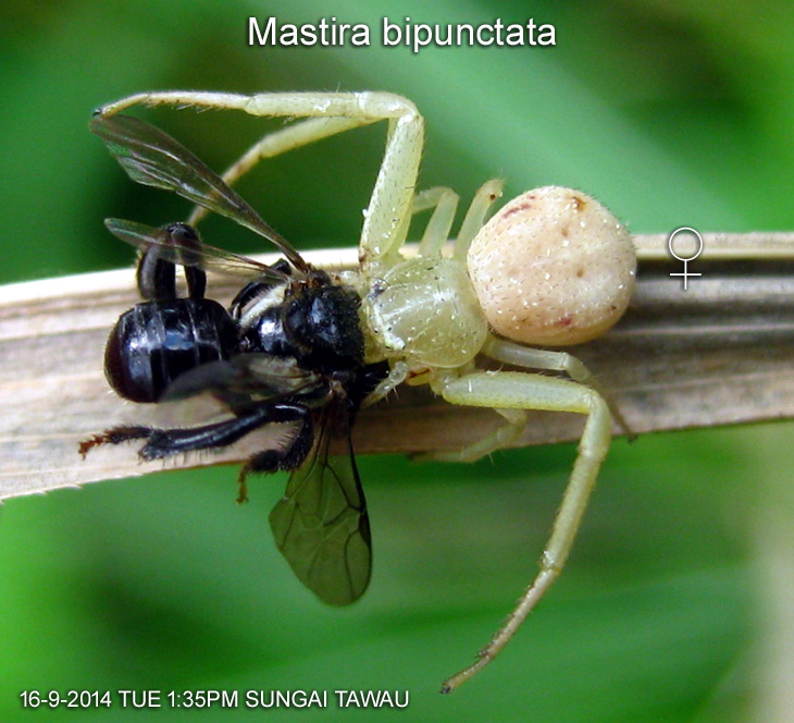 Mastira bipunctata