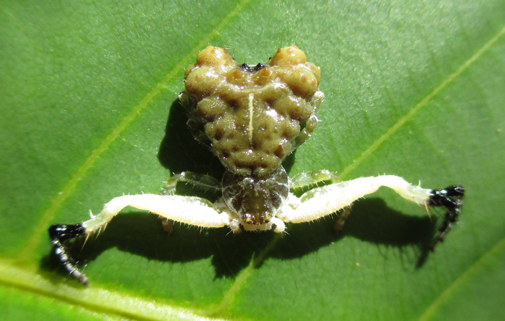 Phrynarachne ceylonica 錫蘭瘤蟹蛛