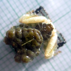 Phrynarachne sp MEROTAI