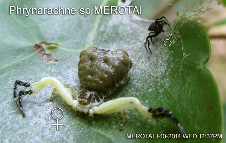 Phrynarachne sp MEROTAI