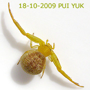 Diacea PUI YUK
