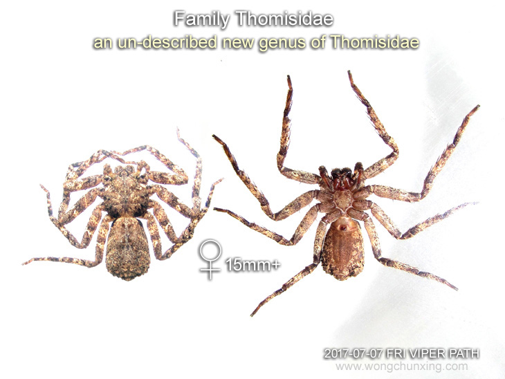 an un-described new genus of Thomisidae