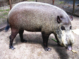 Bearded Pig or Wild Boar (Sus Barbatus - Babi Hutan)