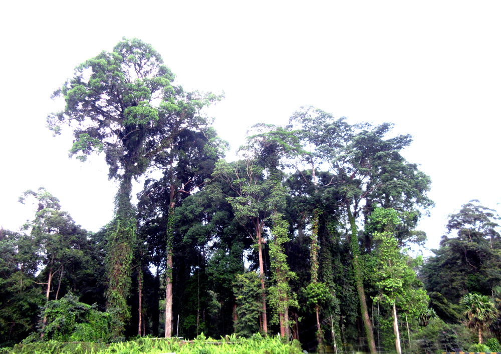 Tropical rainforest