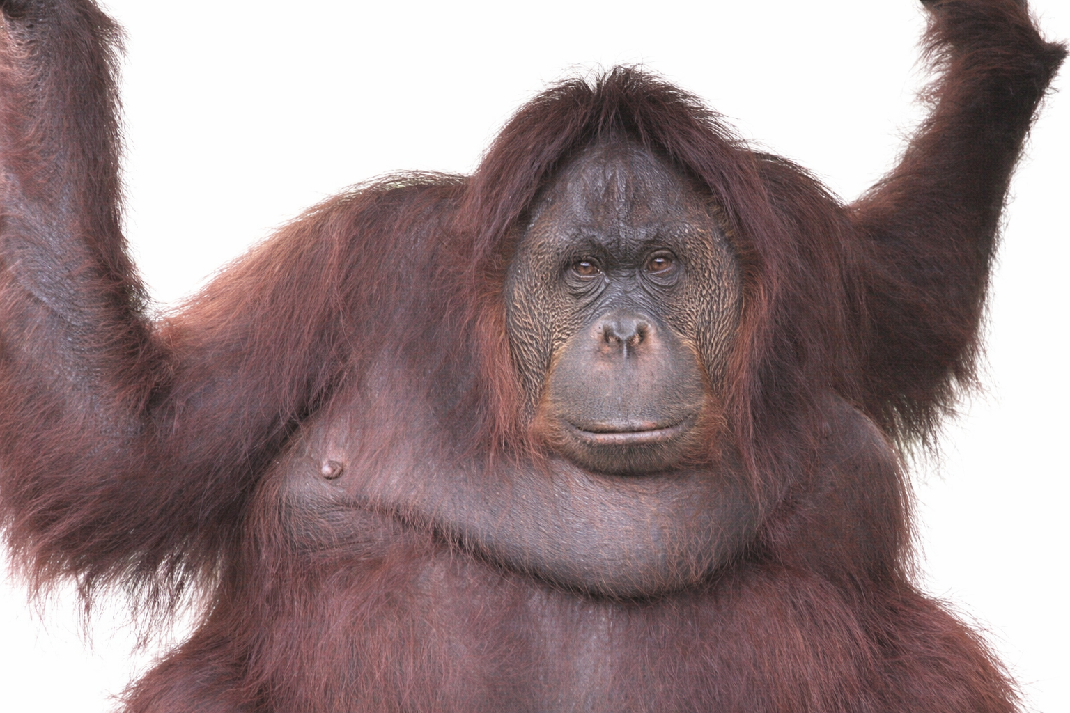 Orangutan in captivity