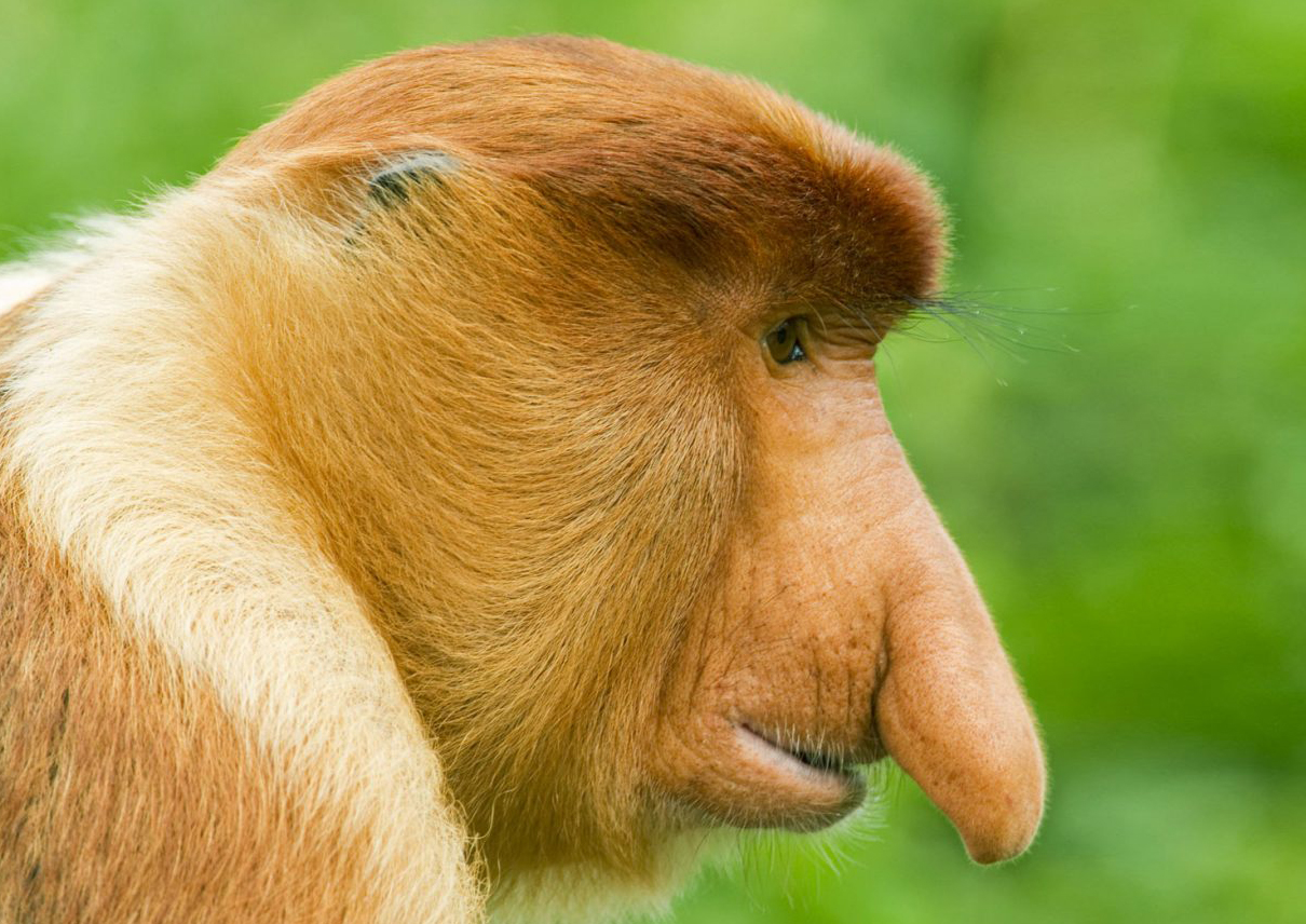 Proboscis Monkey nose