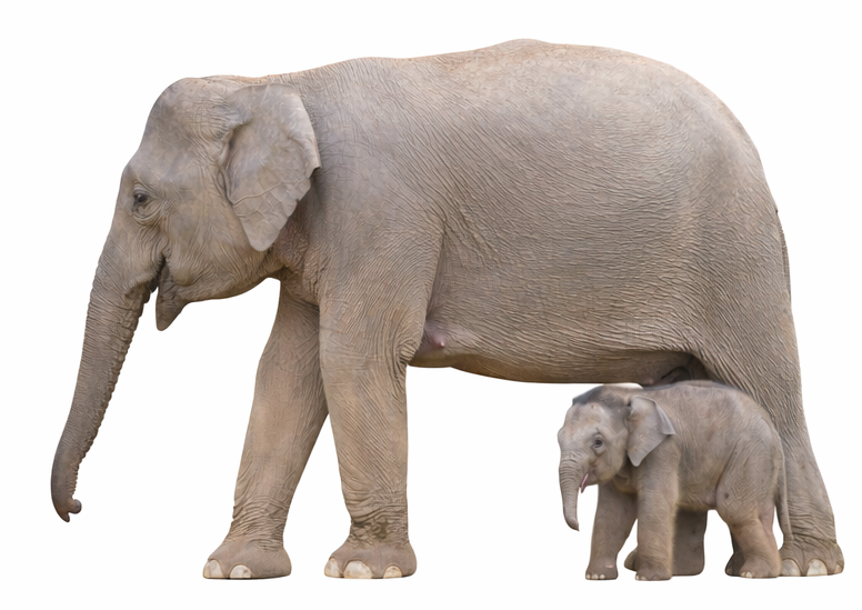 Borneo Pygmy Elephant social behavior