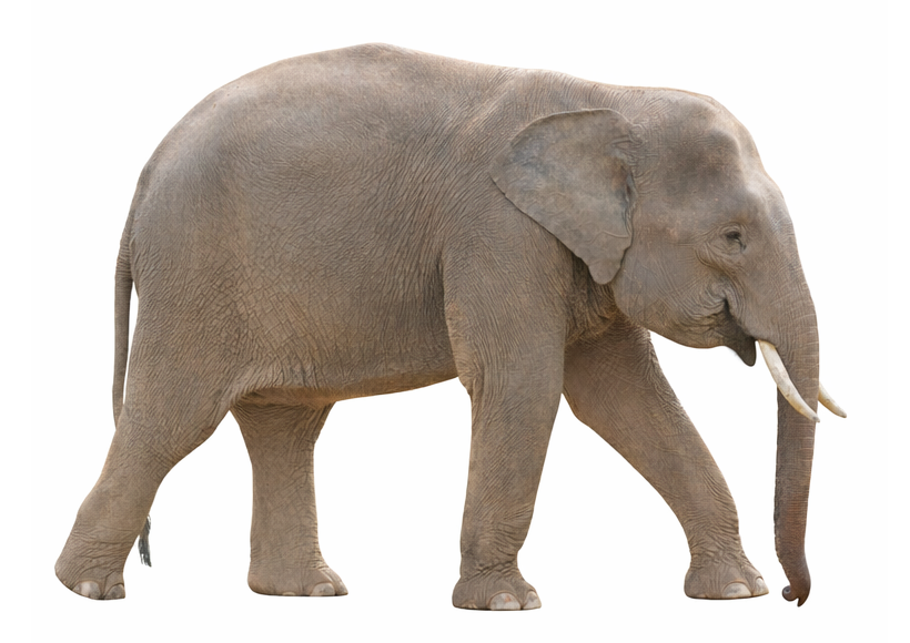 Borneo Pygmy Elephant habitat